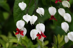 Clerodendrum thomsoniae